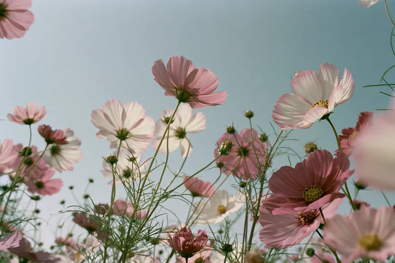 Cosmos flowers in full bloom viewed from low angle against a soft sky