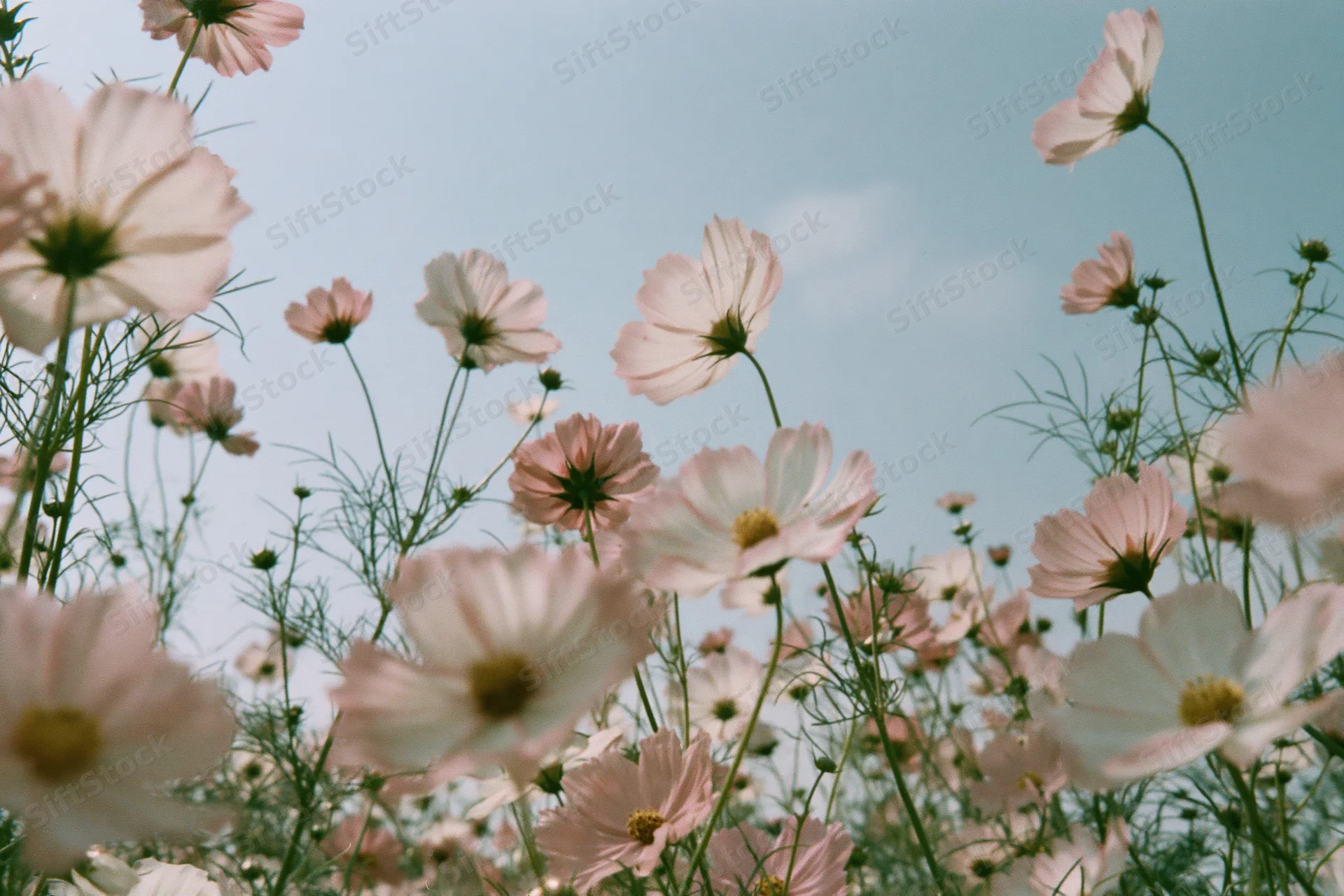 Low-angle view of cosmos flowers in full bloom against a blue sky in a field