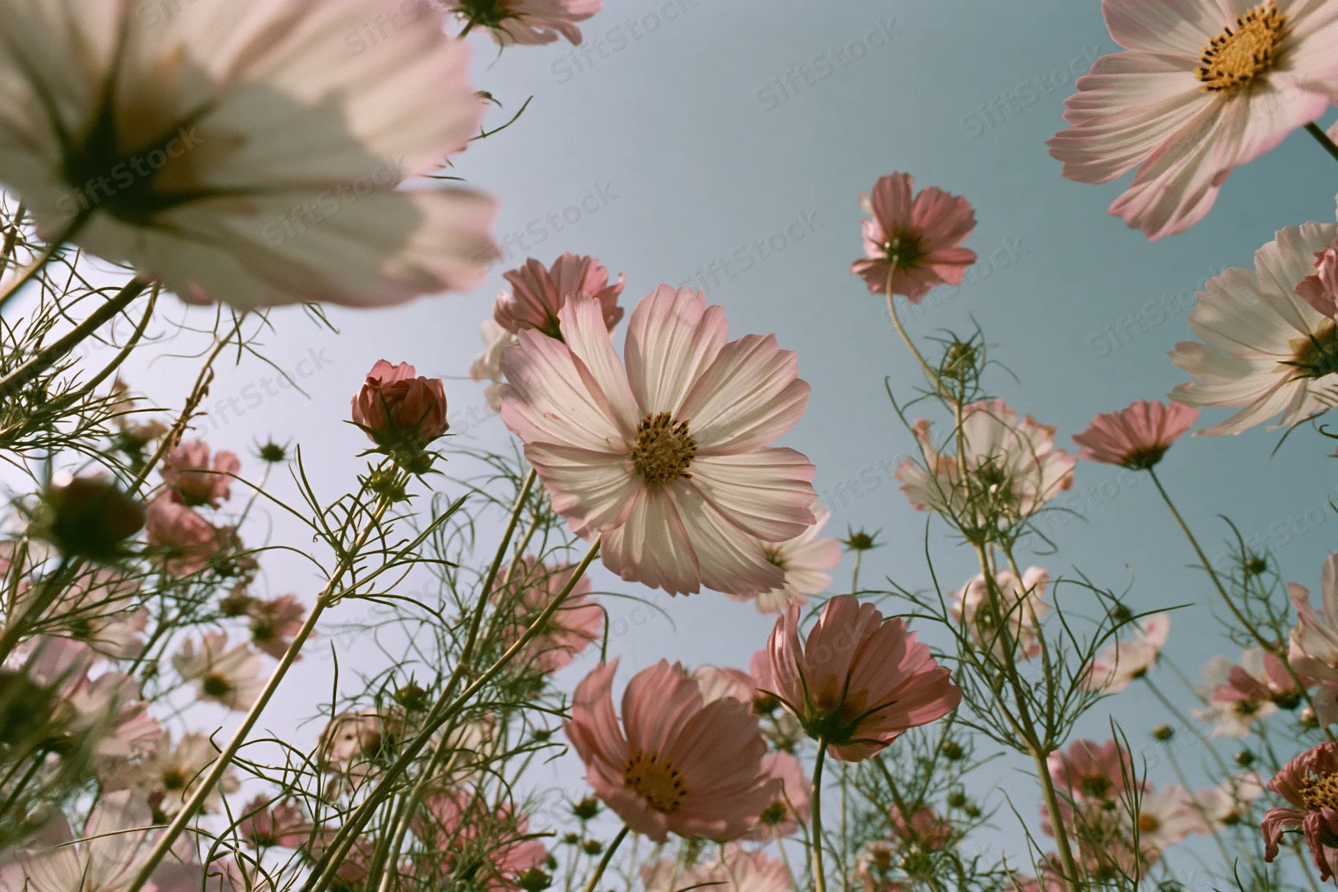Low-angle view of cosmos flowers in full bloom against a blue sky in a garden field