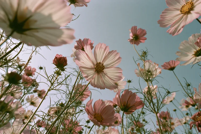Low-angle view of cosmos flowers in full bloom against a blue sky in a garden field