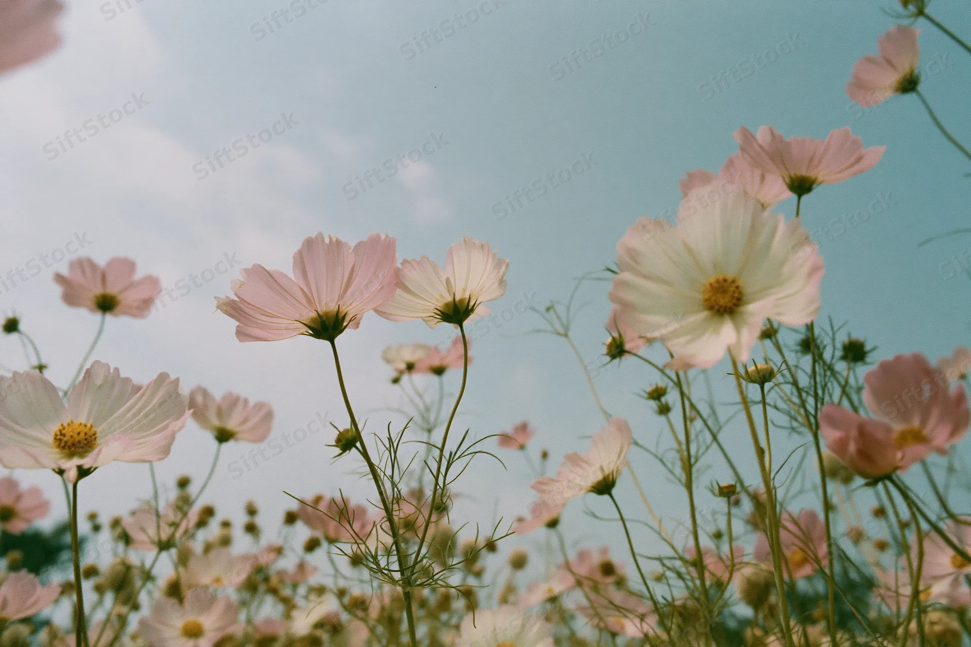 Low-angle view of cosmos flowers in full bloom against a blue sky in a field