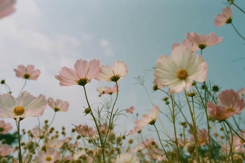 Low-angle view of cosmos flowers in full bloom against a blue sky in a field