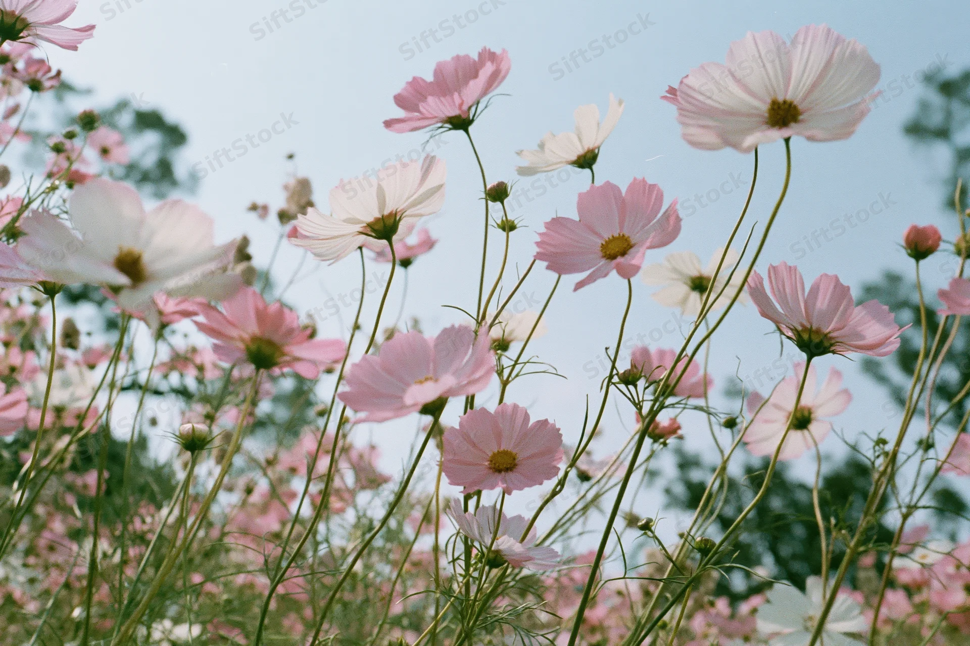 Cosmos flowers in full bloom in a field under a blue sky