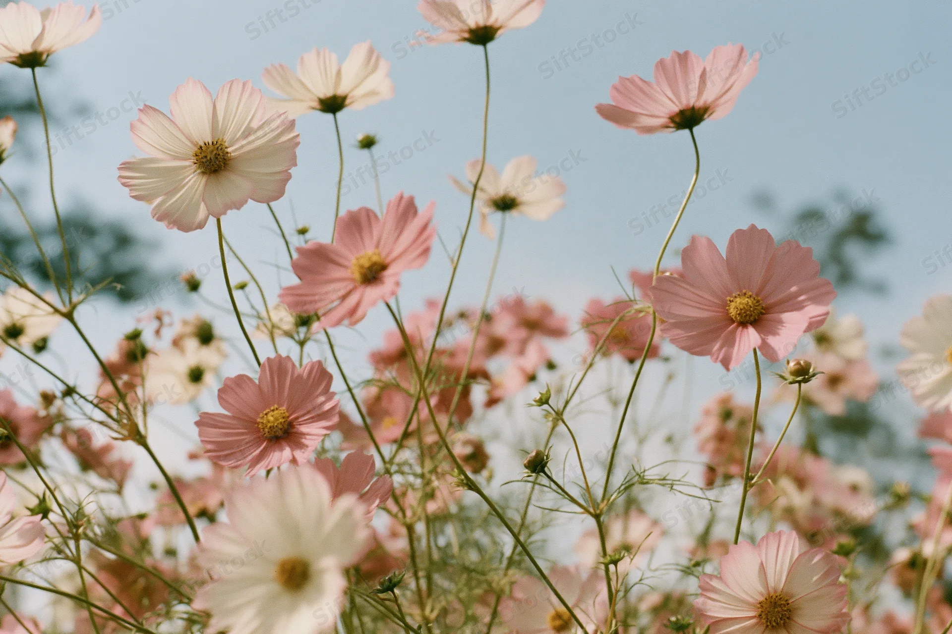 Cosmos flowers in full bloom in a field under a blue sky