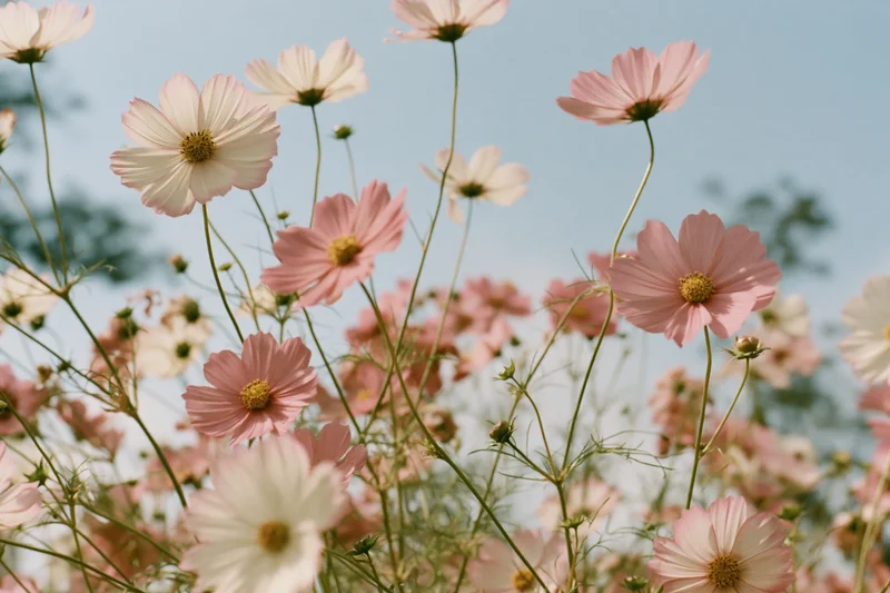 Cosmos flowers in full bloom in a field under a blue sky
