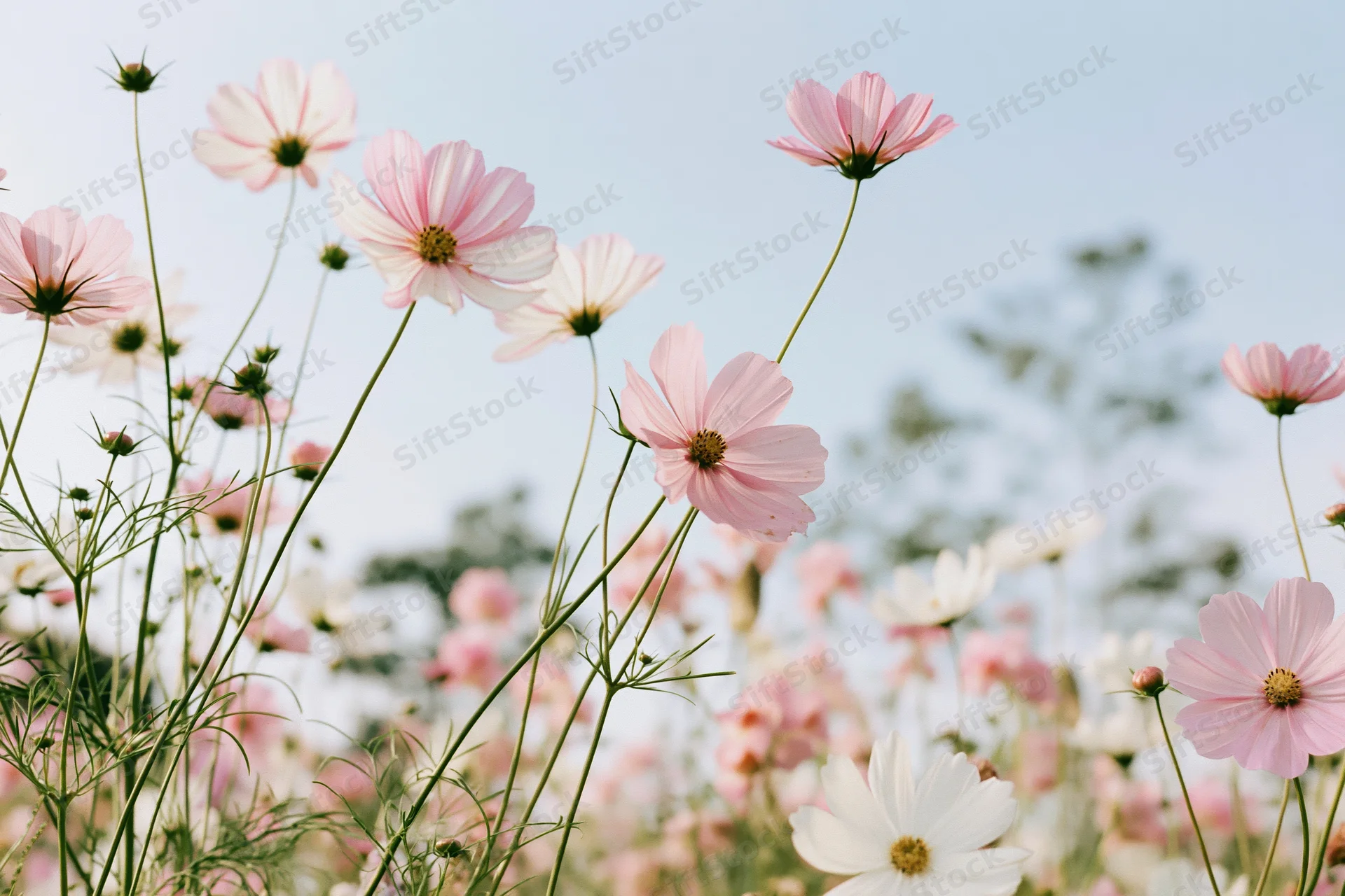 Cosmos flowers in full bloom in a field under a soft sky