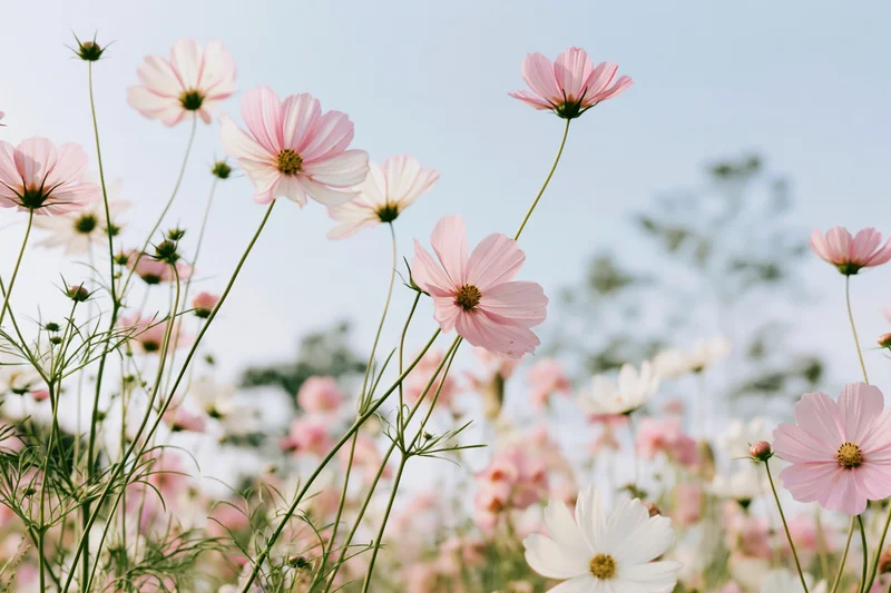 Cosmos flowers in full bloom in a field under a soft sky