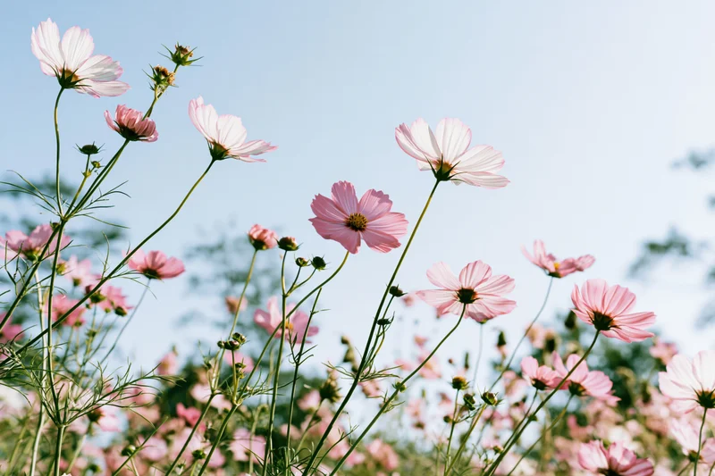 Pink cosmos flowers in full bloom in a field under a clear blue sky
