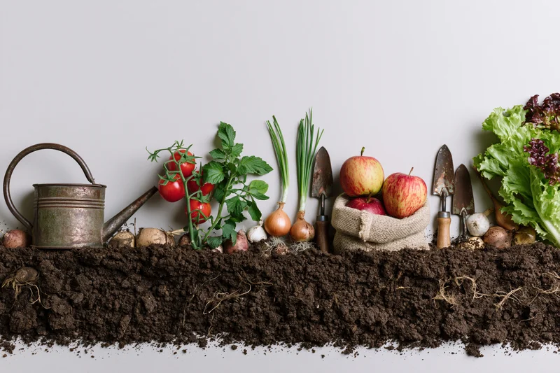 Cross-section of garden soil with vegetables, tools, and produce arranged horizontally on white background