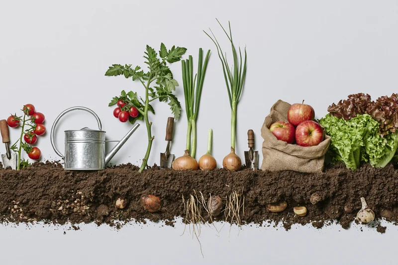 Cross-section of garden soil with vegetables, tools, and plants arranged in a flat lay on white background