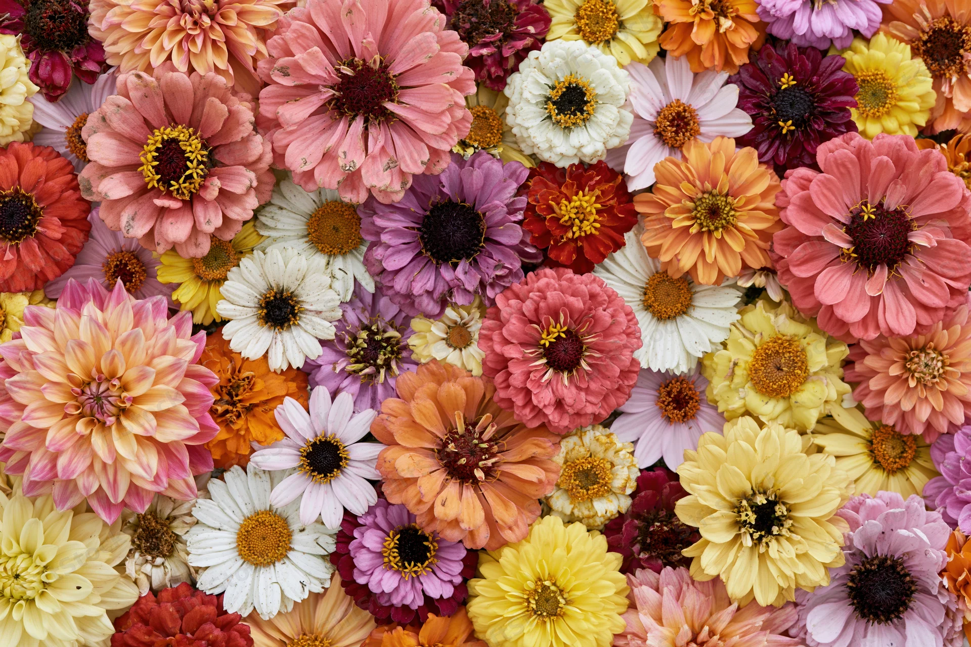 Overhead view of densely packed colorful zinnias and mixed garden flowers in a flat lay arrangement