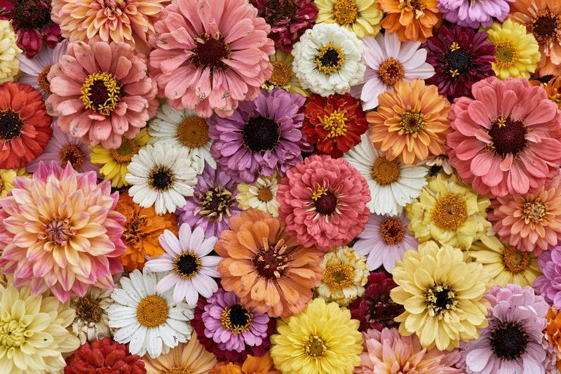 Overhead view of densely packed colorful zinnias and mixed garden flowers in a flat lay arrangement