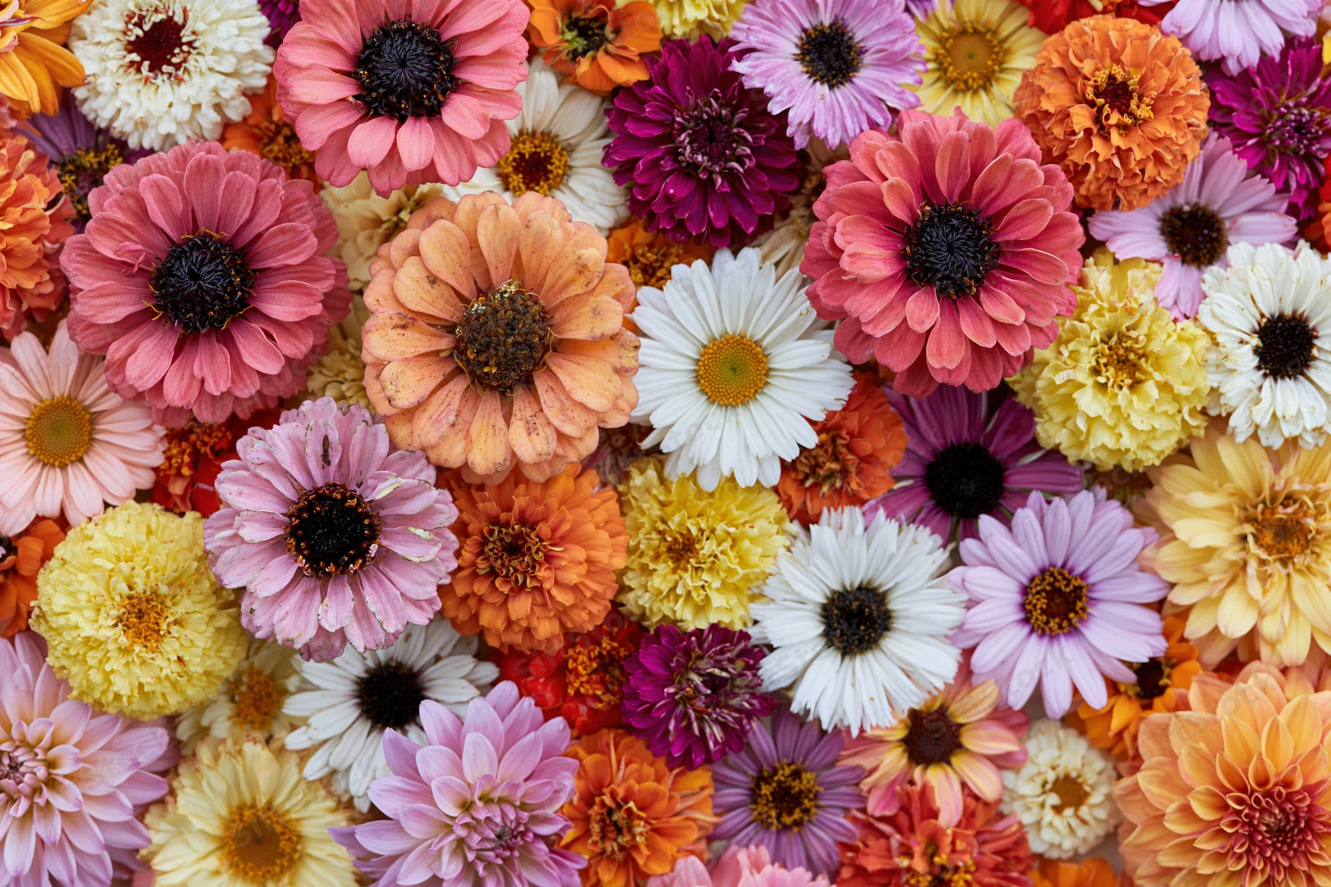 Overhead view of densely packed mixed garden flowers in vibrant colors