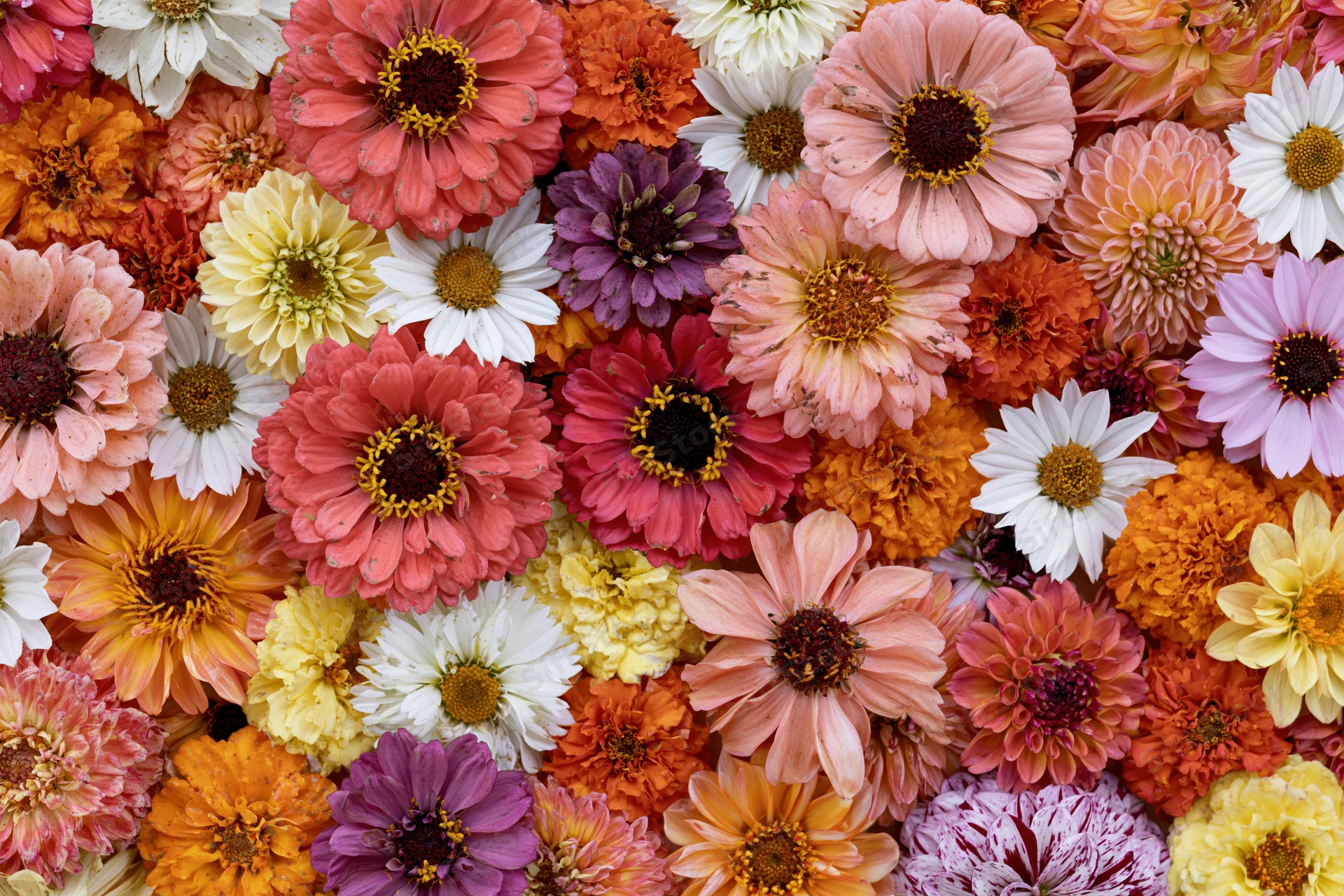 Overhead flat lay of densely packed mixed garden flowers in vibrant colors