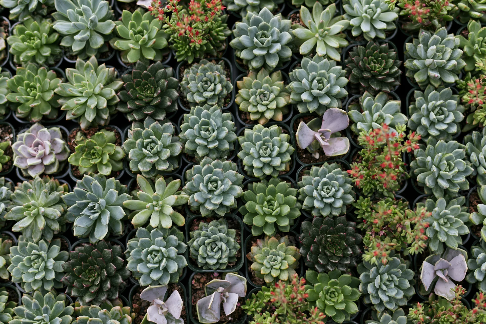 Overhead view of numerous small potted succulents arranged in rows on a tray