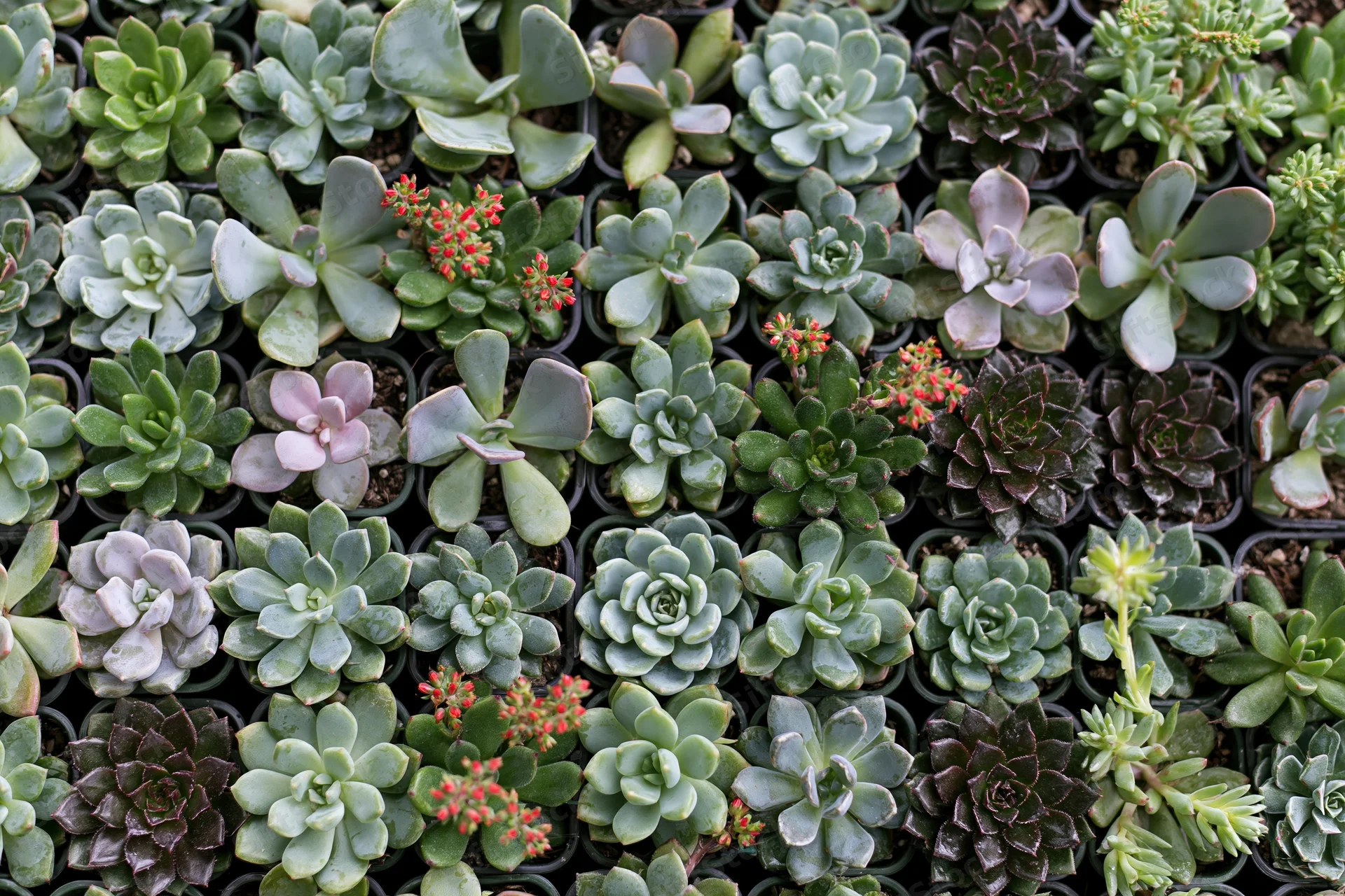 Overhead view of numerous small potted succulents arranged in a grid pattern on a tray