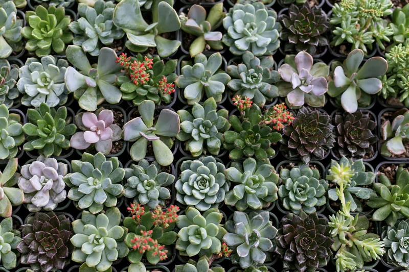 Overhead view of numerous small potted succulents arranged in a grid pattern on a tray