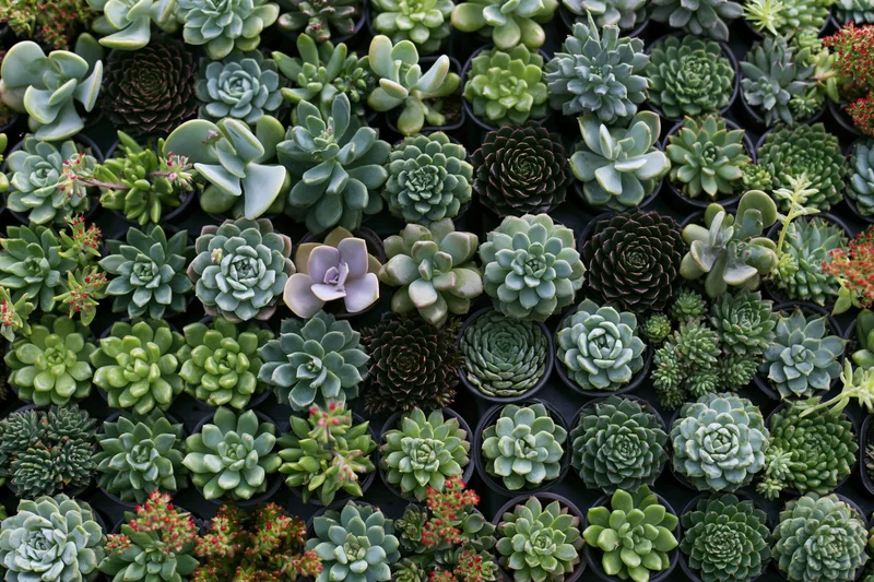 Overhead view of numerous small potted succulents arranged in rows on a tray