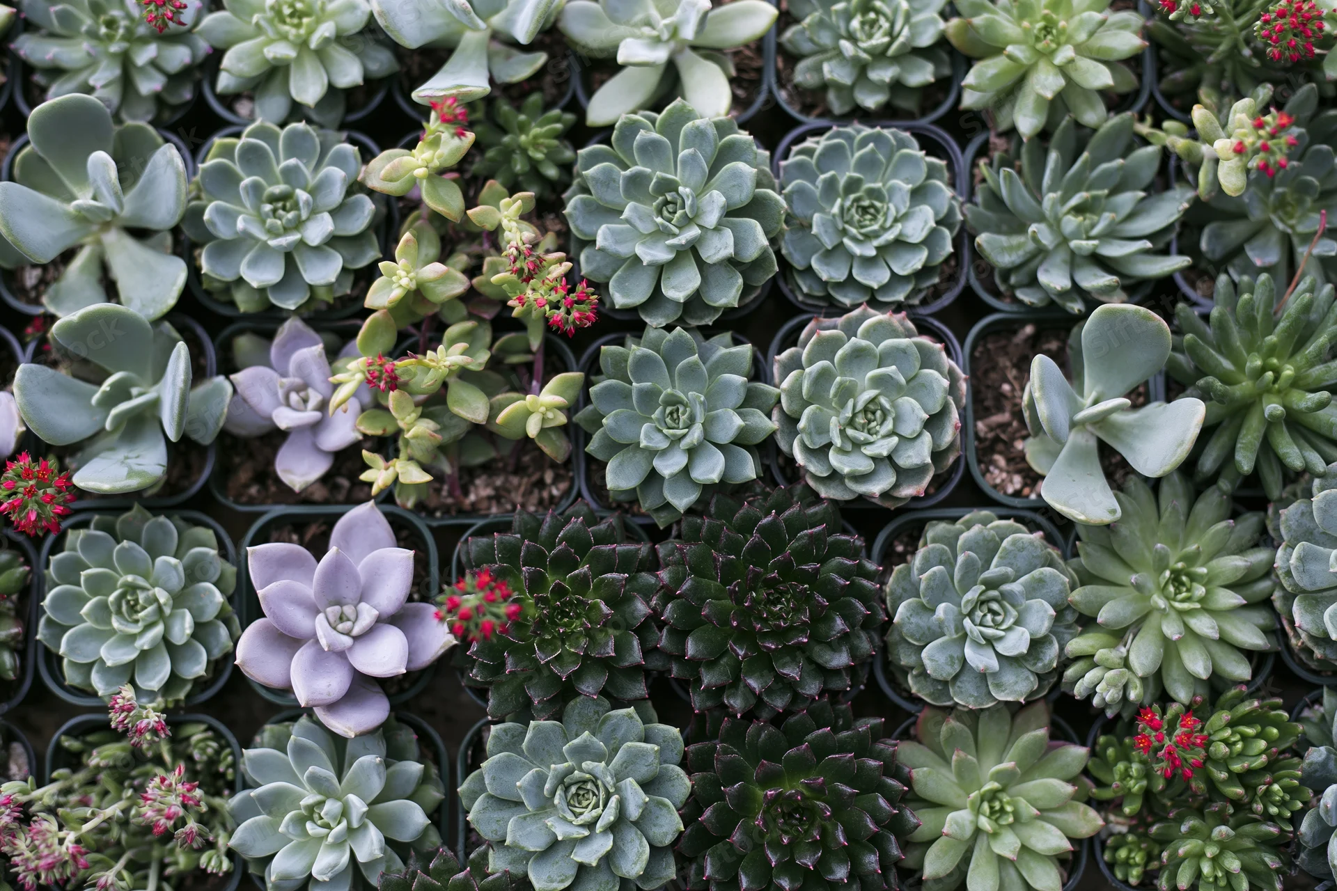 Overhead view of numerous small potted succulents arranged in rows on a tray