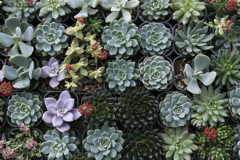 Overhead view of numerous small potted succulents arranged in rows on a tray
