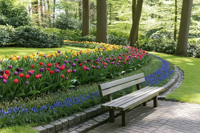 Wooden bench beside curved flower beds of red, purple, yellow tulips and blue flowers in a green park garden
