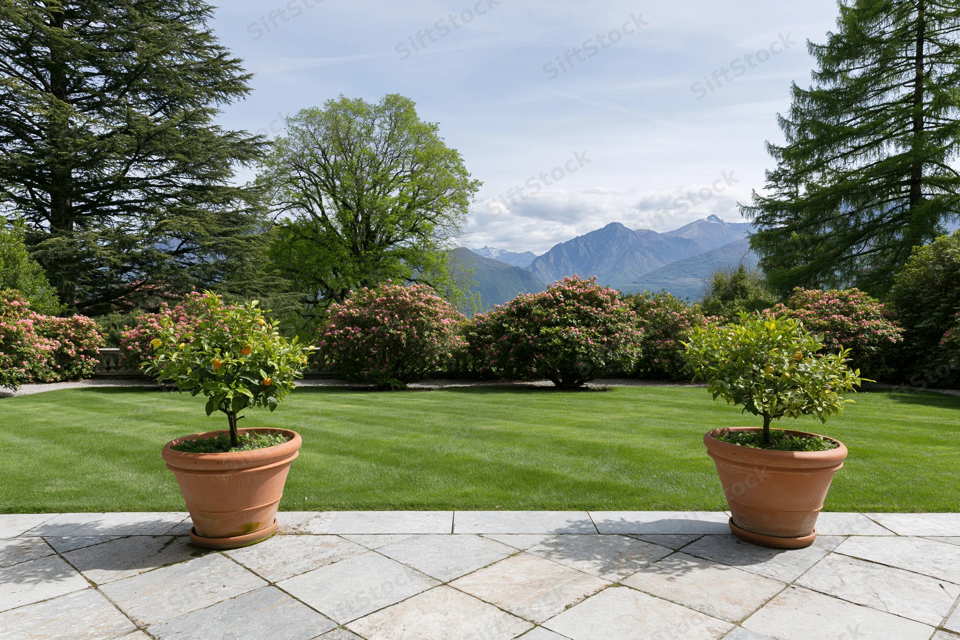 Formal italian garden terrace with manicured lawn and terracotta pots of citrus trees, framed by flowering shrubs and mountains in the distance