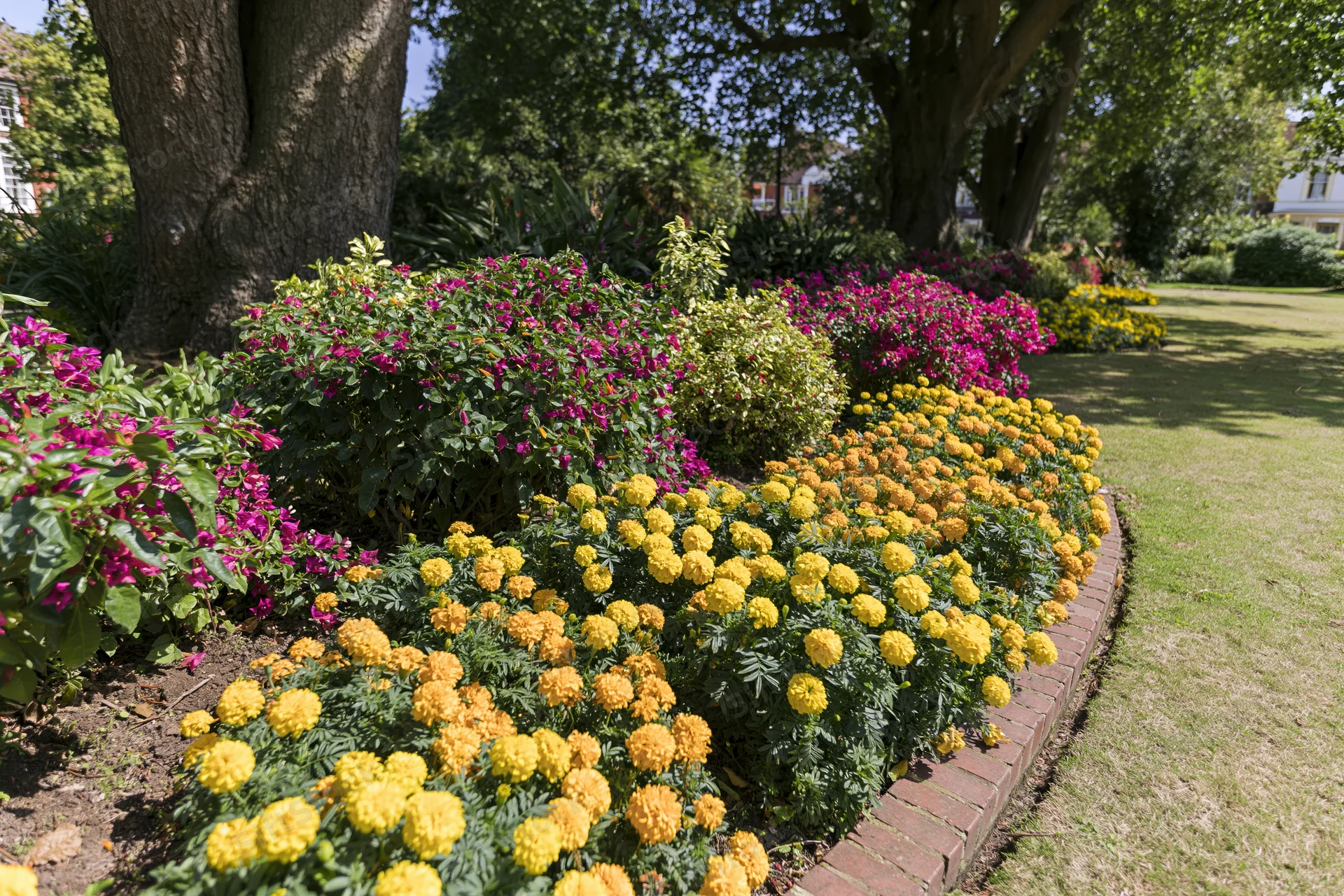 Tiered flower beds with marigolds and bougainvillea bordered by red brick in a formal garden