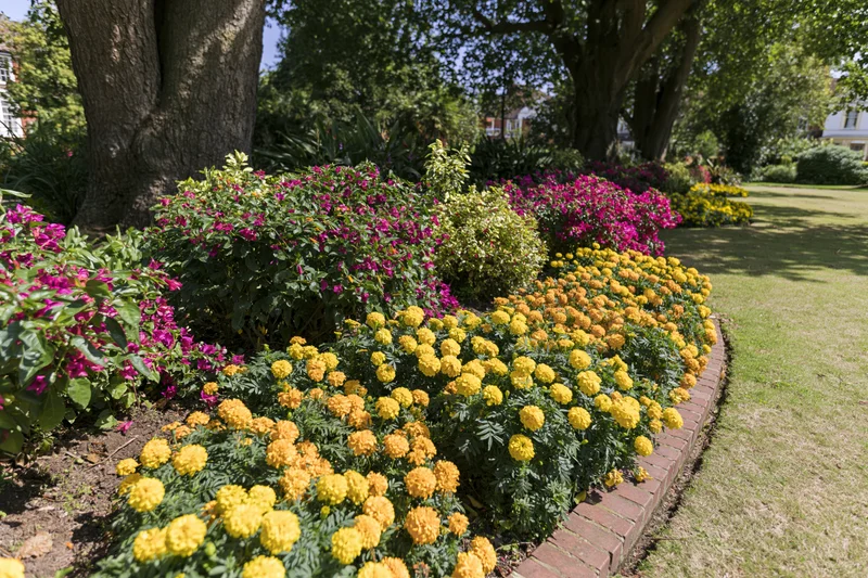 Tiered flower beds with marigolds and bougainvillea bordered by red brick in a formal garden