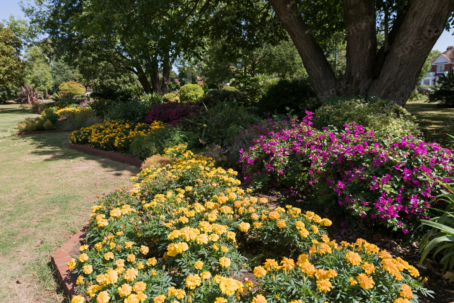 Tiered flower beds with yellow marigolds and purple bougainvillea bordered by red brick in a formal garden