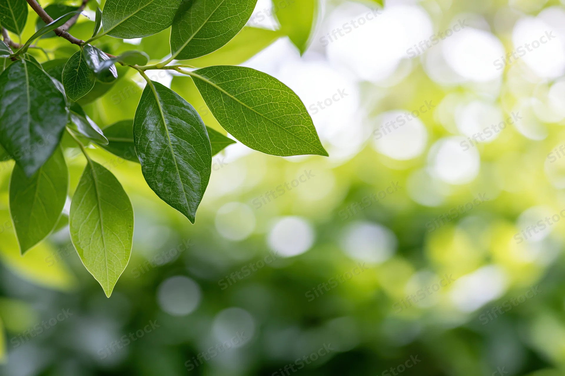 Green leaves on tree branches framing the left edge of the frame with blurred foliage background