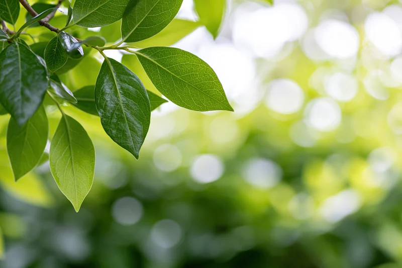 Green leaves on tree branches framing the left edge of the frame with blurred foliage background