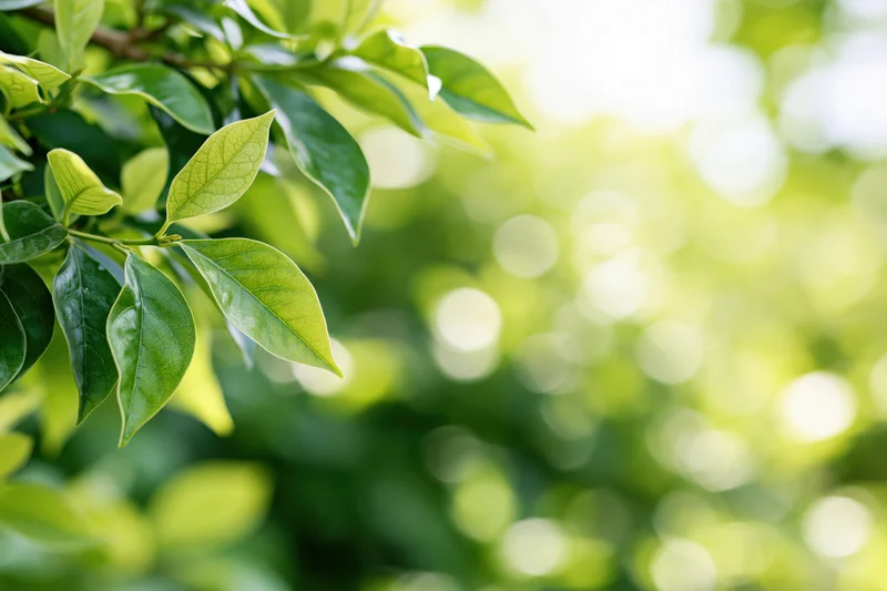 Green leaves on tree branches framing the left edge with soft sunlight and blurred background