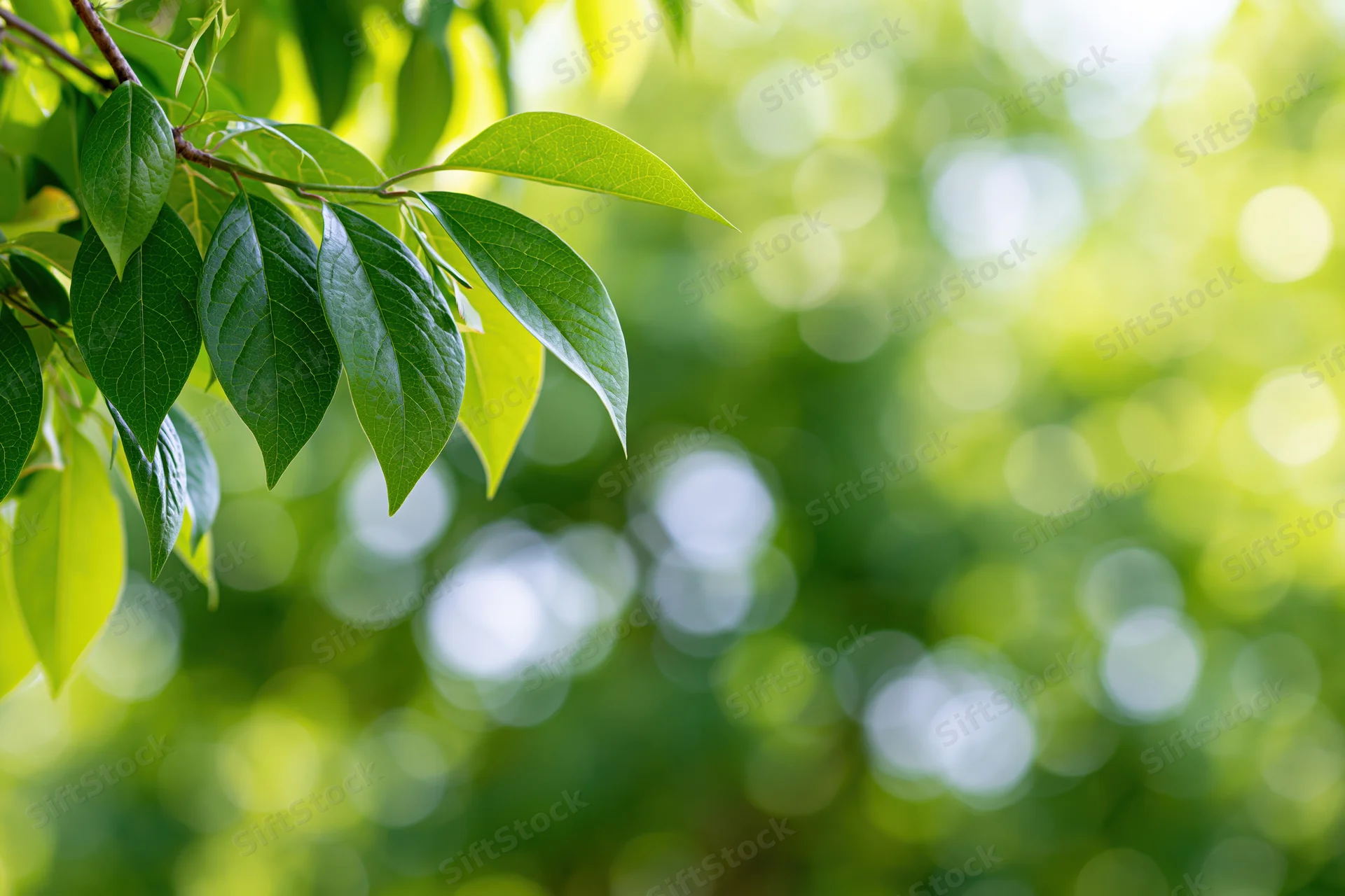 Green leaves on tree branches framing the left edge of the image with blurred foliage background