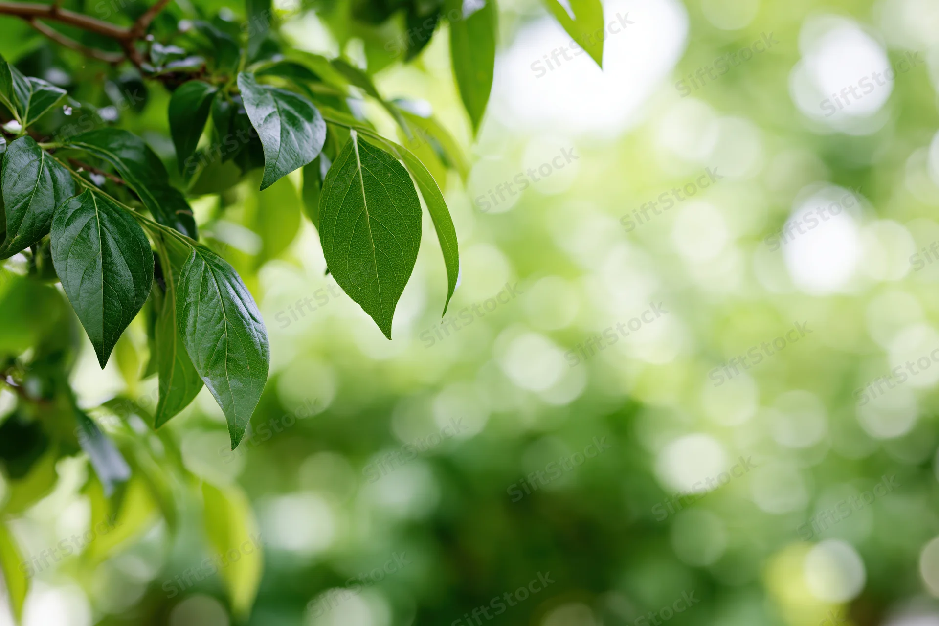 Green leaves on tree branches framing the left edge of the frame with blurred foliage background