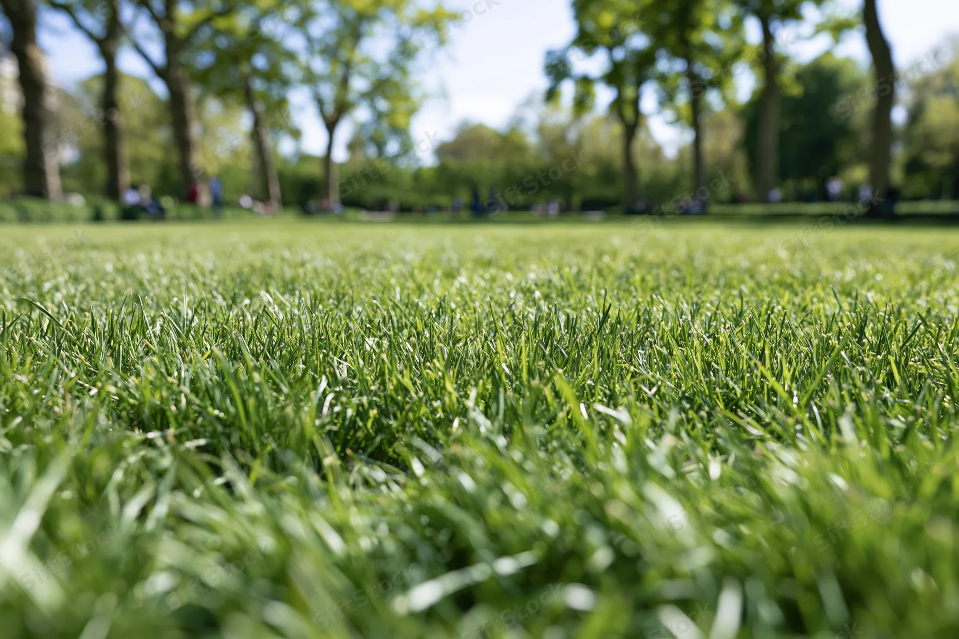 Closeup of freshly mowed green grass in a park with trees and people in the background