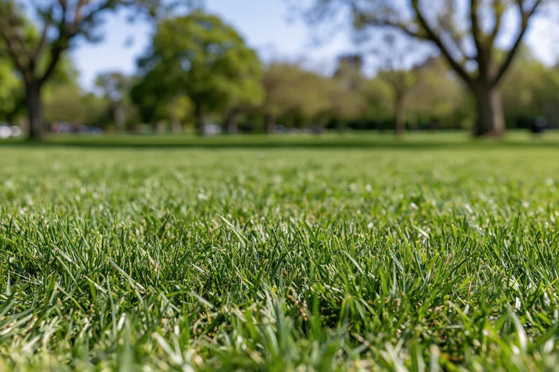 Freshly mowed green lawn stretching toward a tree-lined park in daylight