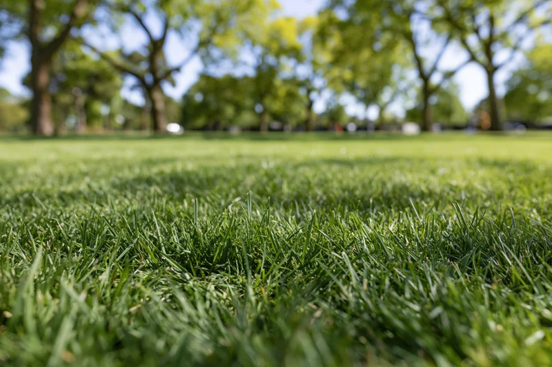 Close-up of freshly mowed green grass in a park with trees in the background