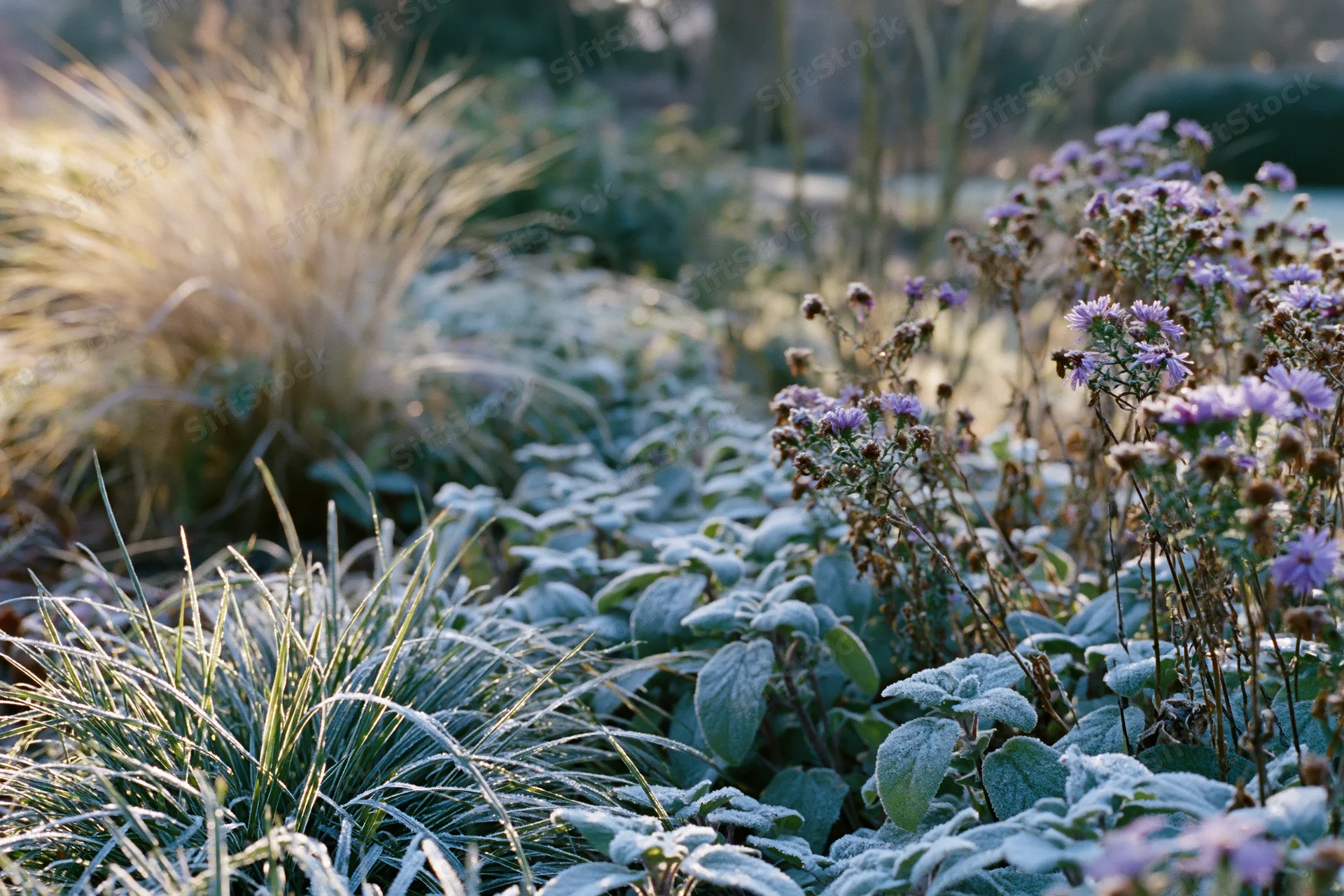 Frost-covered perennial plants in a garden border at early morning