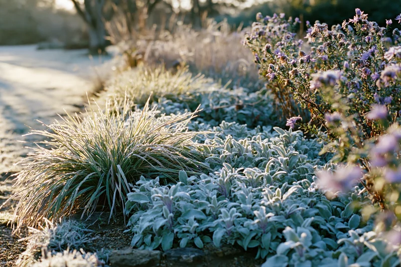Frost-covered perennial plants in a garden border at early morning