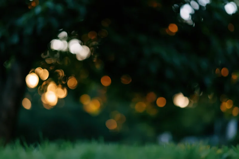 Blurred tree foliage with glowing bokeh lights at twilight in a garden setting
