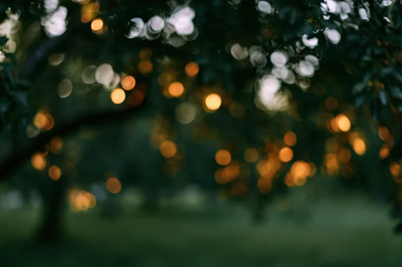 Blurred tree foliage with glowing bokeh lights in a park at twilight