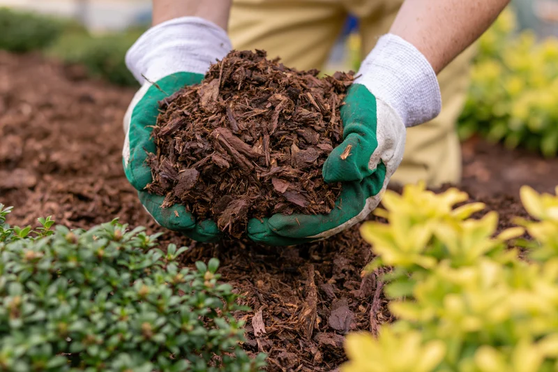 Woman's gloved hands holding wood chip mulch in a garden bed surrounded by shrubs