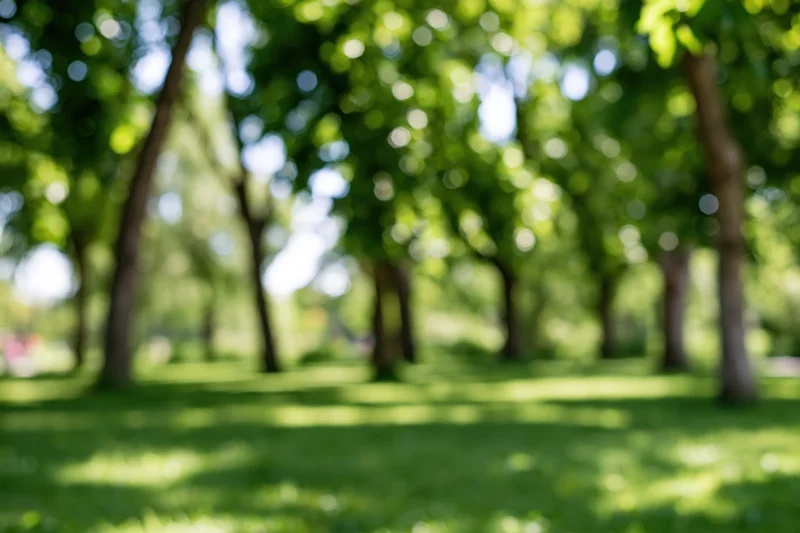 Blurred park scene with green lawn and trees in soft focus under sunlight