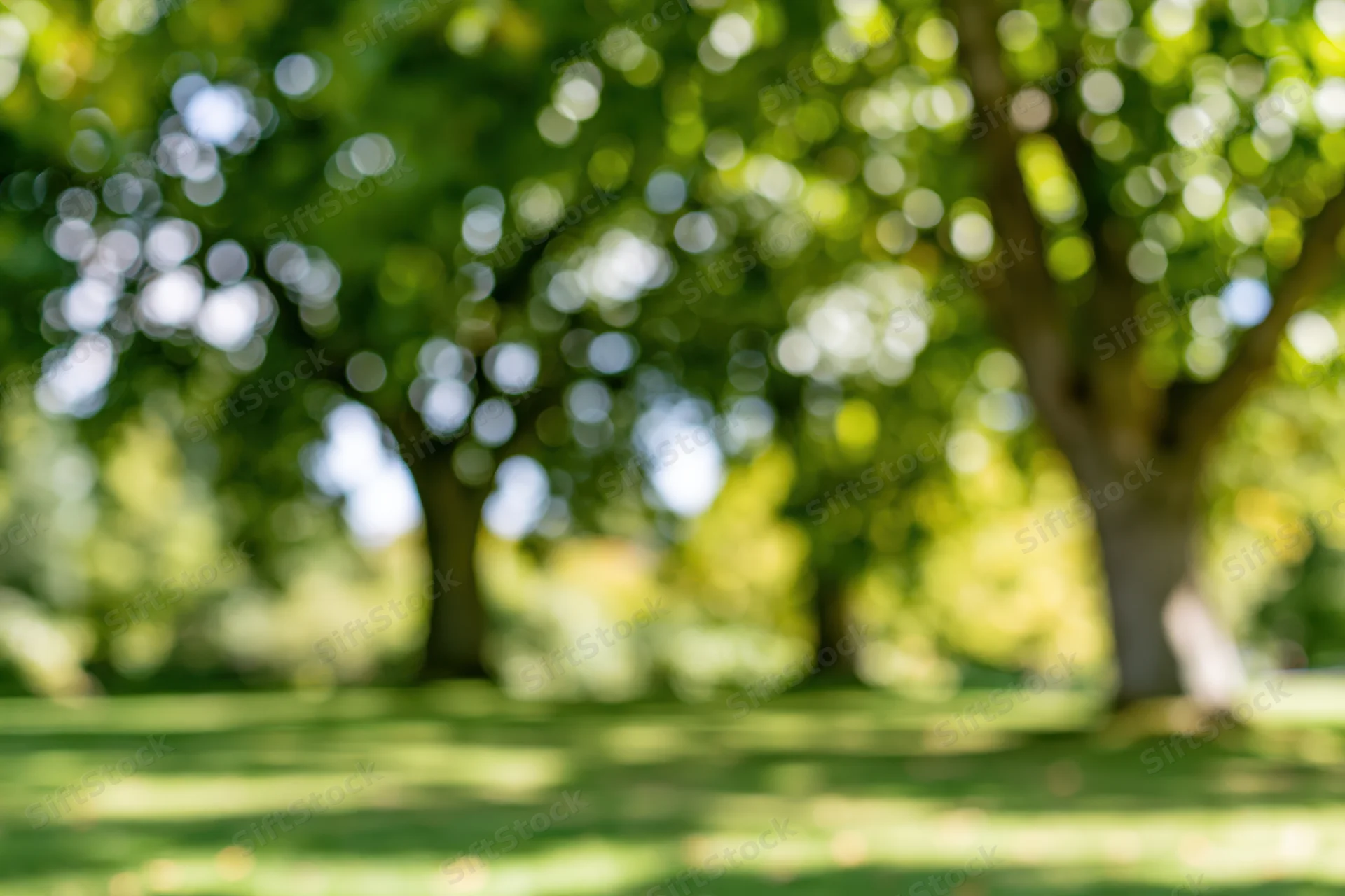 Blurred park scene with green lawn and trees in soft focus under sunlight