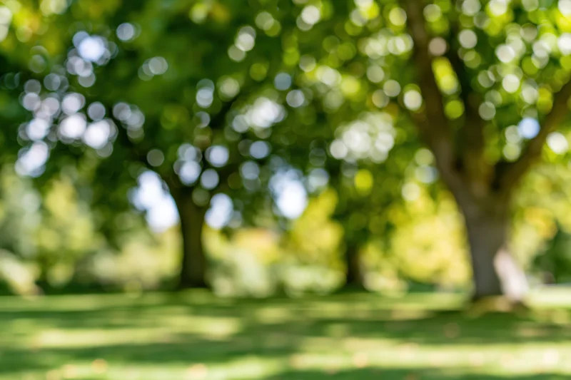 Blurred park scene with green lawn and trees in soft focus under sunlight
