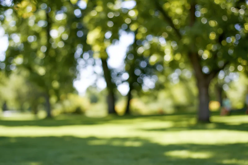 Blurred park scene with green lawn and trees in sunlight