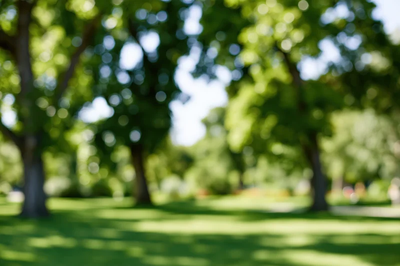 Blurred park scene with green lawn and trees in sunlight