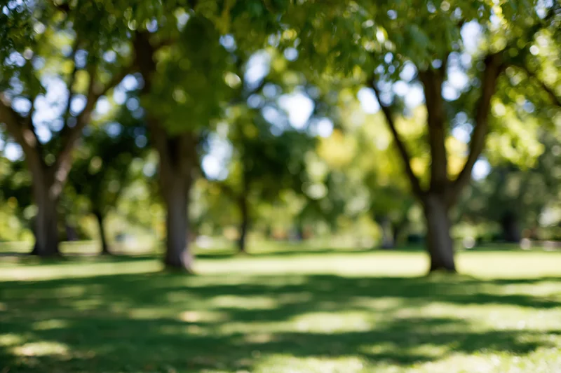 Defocused park scene with tall trees and grassy lawn under sunlight