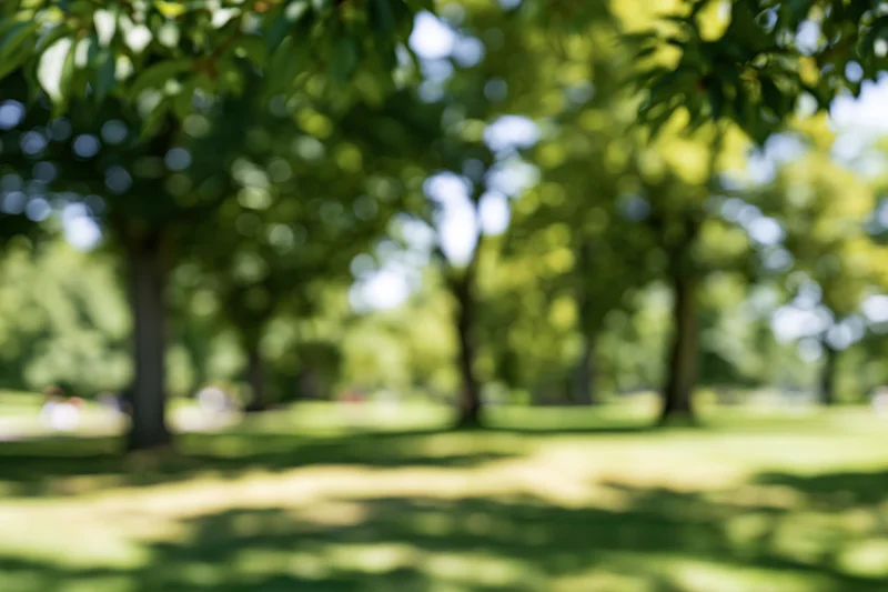 Blurred park scene with trees and grass under sunlight, open lawn with dappled shade