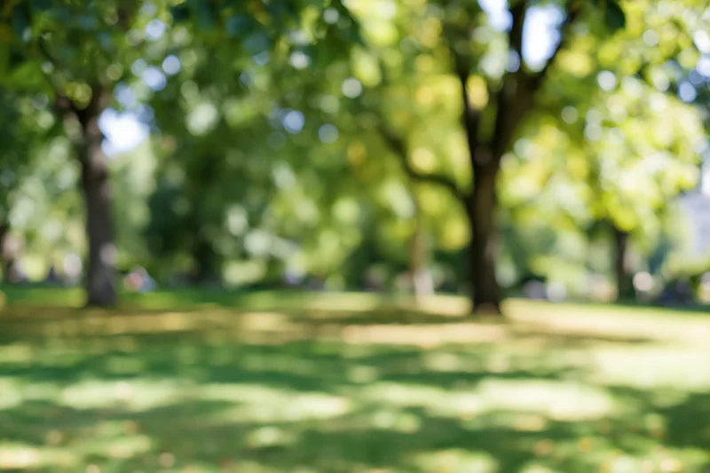 Blurred park scene with trees and grassy lawn under sunlight